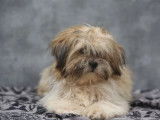 Chiots Lhassa Apso disponibles à la réservation (LOF)