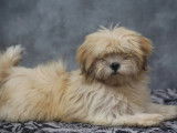 Chiots Lhassa Apso disponibles à la réservation (LOF)