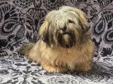 Chiots Lhassa Apso disponibles à la réservation (LOF)