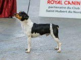 Chien mâle Terrier Brésilien LOF à vendre
