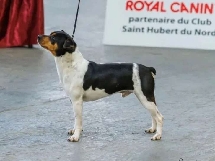 Chien mâle Terrier Brésilien LOF à vendre