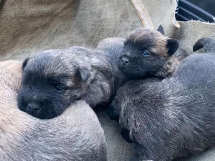 4 chiots Cairn Terrier à réserver (LOF)