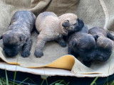 4 chiots Cairn Terrier à réserver (LOF)