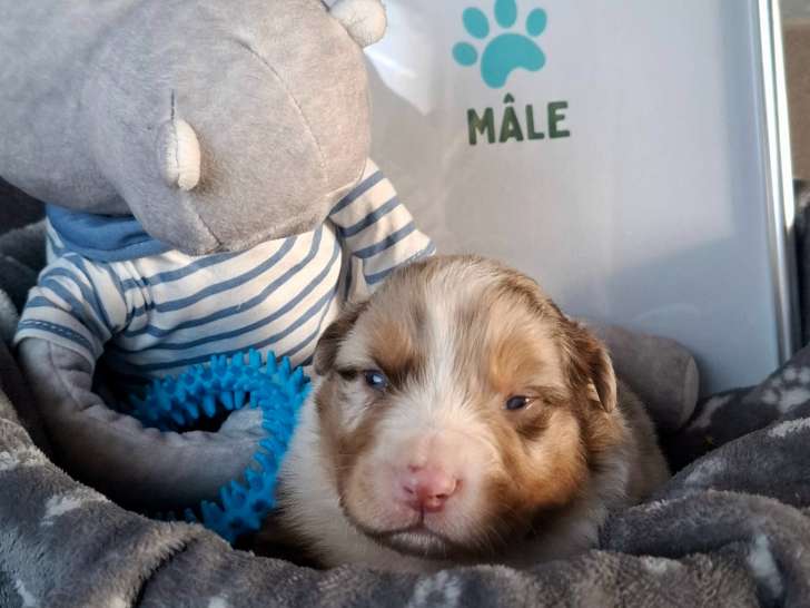 Magnifiques chiots Berger Australien à vendre