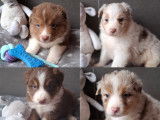Magnifiques chiots Berger Australien à vendre