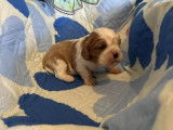 4 chiots Cavalier King Charles à réserver (LOF)