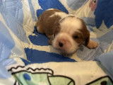 4 chiots Cavalier King Charles à réserver (LOF)
