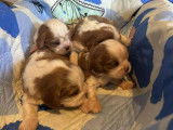 4 chiots Cavalier King Charles à réserver (LOF)