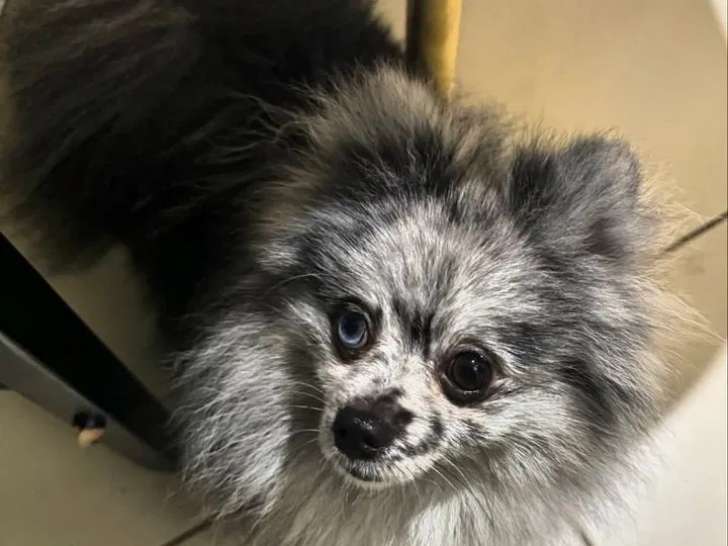 1 chien Spitz Nain Pomeranian à vendre (LOF)