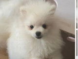 1 chiot mâle Spitz Nain Pomeranian disponible à la vente (LOF)