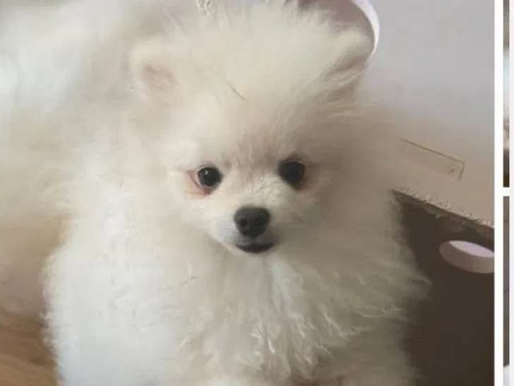 1 chiot mâle Spitz Nain Pomeranian disponible à la vente (LOF)