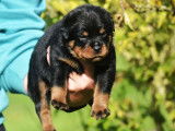 À réserver, 5 chiots Rottweiler LOF