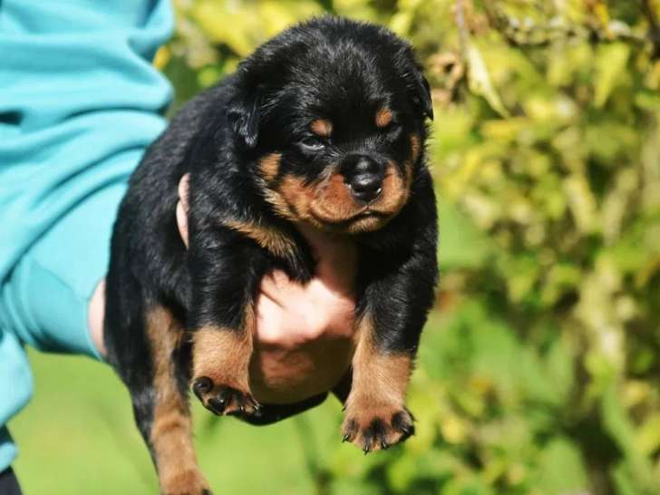 À réserver, 5 chiots Rottweiler LOF