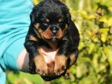 À réserver, 5 chiots Rottweiler LOF