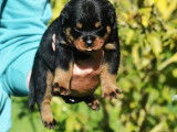 À réserver, 5 chiots Rottweiler LOF