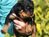 À réserver, 5 chiots Rottweiler LOF