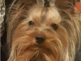 Mâle Yorkshire Terrier disponible pour saillie
