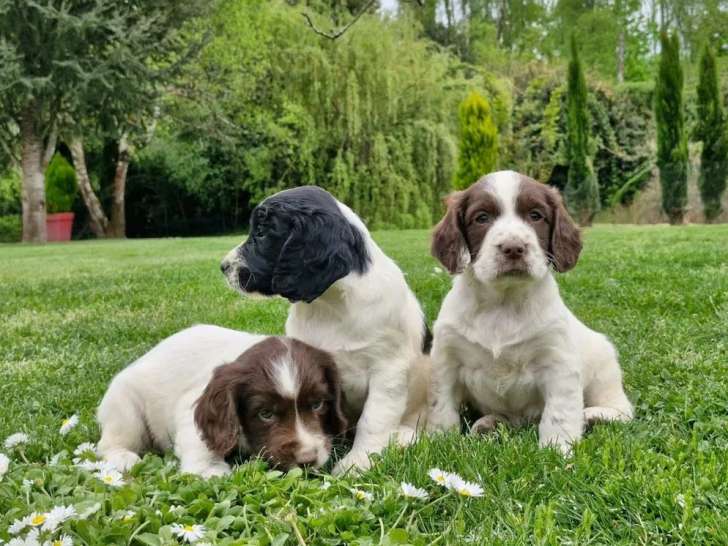 Chiots English Springer Spaniel LOF à réserver