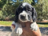 Chiots English Springer Spaniel LOF à réserver