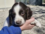 Chiots English Springer Spaniel LOF à réserver
