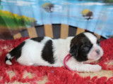 5 chiots Shih Tzu LOF à réserver