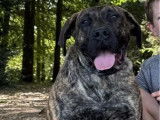 1 chiot femelle Presa Canario LOF à vendre