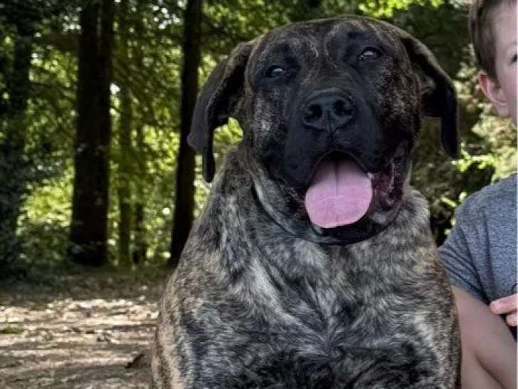 1 chiot femelle Presa Canario LOF à vendre