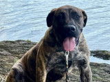 1 chiot femelle Presa Canario LOF à vendre
