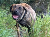 1 chiot femelle Presa Canario LOF à vendre