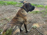 1 chiot femelle Presa Canario LOF à vendre