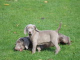 3 chiots mâles Braque de Weimar LOF à vendre