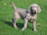 3 chiots mâles Braque de Weimar LOF à vendre