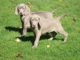 3 chiots mâles Braque de Weimar LOF à vendre