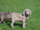 3 chiots mâles Braque de Weimar LOF à vendre