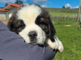 10 chiots Saint-Bernard LOF à vendre