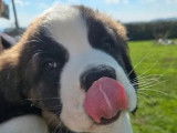 10 chiots Saint-Bernard LOF à vendre