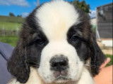 10 chiots Saint-Bernard LOF à vendre