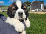 10 chiots Saint-Bernard LOF à vendre