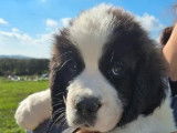 10 chiots Saint-Bernard LOF à vendre
