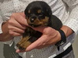 8 chiots Rottweiler à réserver (LOF)