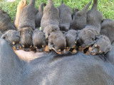 8 chiots Rottweiler à réserver (LOF)