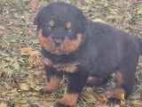 8 chiots Rottweiler à réserver (LOF)