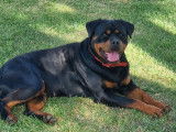 8 chiots Rottweiler à réserver (LOF)