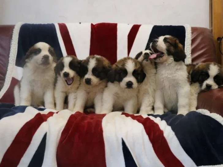 7 chiots Saint-Bernard LOF à vendre