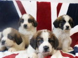 7 chiots Saint-Bernard LOF à vendre