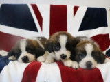 7 chiots Saint-Bernard LOF à vendre