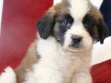 7 chiots Saint-Bernard LOF à vendre