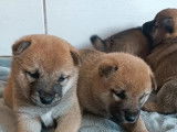 2 chiots femelles Shiba Inu disponibles à la réservation (LOF)
