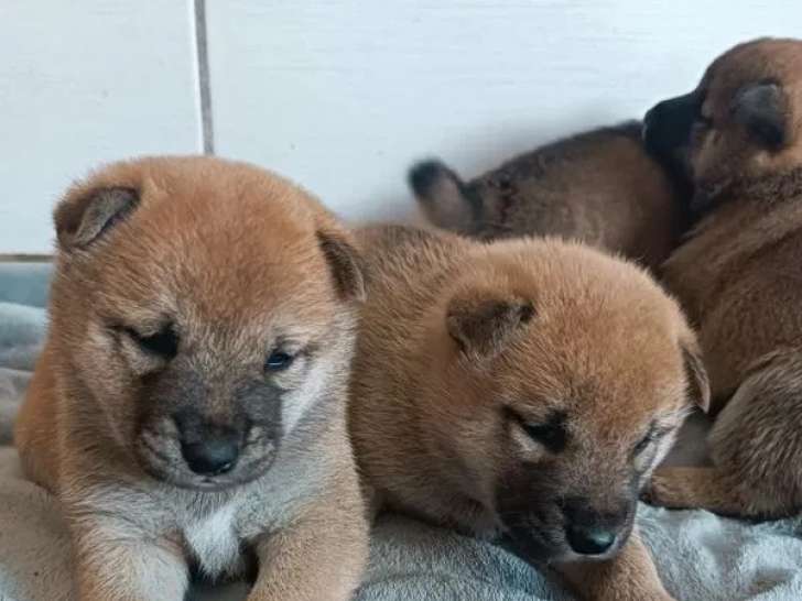 2 chiots femelles Shiba Inu disponibles à la réservation (LOF)