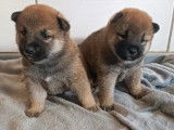 2 chiots femelles Shiba Inu disponibles à la réservation (LOF)